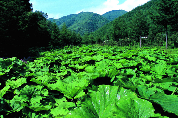 image005.jpg image005.jpg